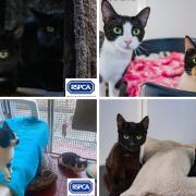 These 8 cats at the RSPCA in Wirral and Chester are looking for forever homes (RSPCA/Canva)