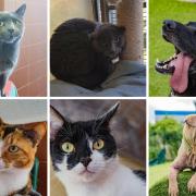 These 6 animals at the RSPCA in Wirral and Chester are looking for forever homes (RSPCA/Canva)