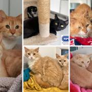 10 cats at the RSPCA in Wirral and Chester are looking for their forever homes (RSPCA/Canva)