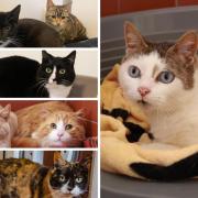 7 cats with RSPCA in Wirral and Chester are looking for new homes (RSPCA/Canva)