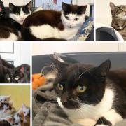 These cats with RSPCA Wirral and Chester are looking for new homes (RSPCA/Canva)