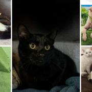 These 6 animals at the RSPCA in Wirral and Chester are looking for forever homes (RSPCA/Canva)
