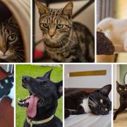 These 7 animals at the RSPCA in Wirral and Chester are looking for forever homes (RSPCA/Canva)