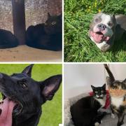 Can you rehome one of these 8 animals from RSPCA Wirral and Chester? (RSPCA/Canva)