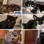 Could you give one of these animals from RSPCA Wirral and Chester a new home? (RSPCA/Canva)