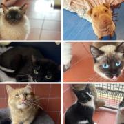 Can you rehome one of these animals from RSPCA Wirral & Chester? (RSPCA/Canva)