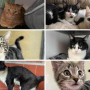 Take a look at these 7 cats looking for new homes - How to adopt (RSPCA/Canva)