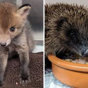 The wildlife centre has said it is a 'challenging time' for them.
