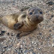 The seal was spotted on Thurstaston Beach by a dog walker.