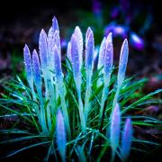 Raindrops on snowdrops and crocuses at Wallasey Cemetery by Tracey Rennie