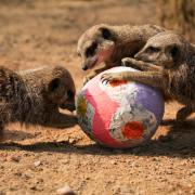 Knowsley Safari Park host egg hunt this Easter