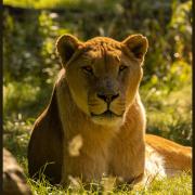 Ted, Knowsley Safari's 16-year-old lion, has died