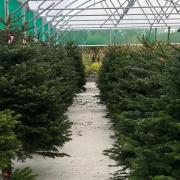 All the places you can buy a real Christmas tree from in Wirral for 2023