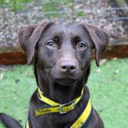 Little Luna arrived at Dogs Trust Merseyside six weeks ago after being picked up as a stray