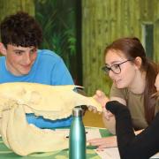 Knowsley Safari gives students opportunity to work with animals during careers week