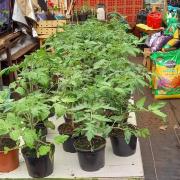 In Tam O'Shanter's nursery polytunnel, the seeds have all sprouted, the tomato plants have grown and some have even flowered