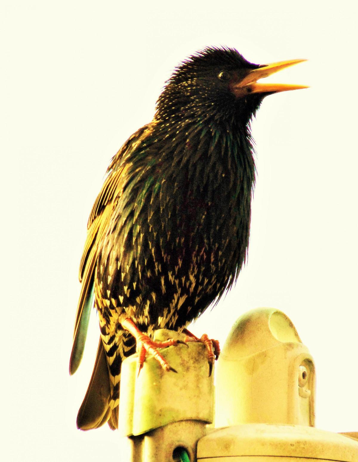 A happy starling sings. Sent in by Hayley Elizabeth Young