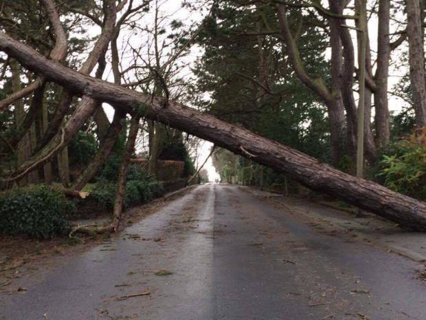 A fallen tree blocked Quarry Road East in Heswall on Thursday afternoon. Picture sent in by Cal Dugdill